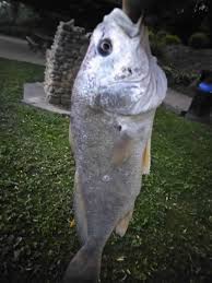 A total of 10 fish (walleye, sauger or mixed bag) are allowed for ohio river anglers each day. What Is This Caught In The Ohio River Fishing