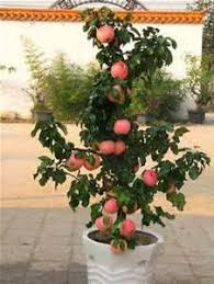 Inside your living room, they don't. Miniature Dwarf Fuji Apple Tree Indoor Or Outdoor Fruit Seeds Ebay Bonsai Sayuran Buah