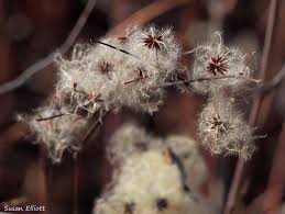 Image result for Clematis uhehensis