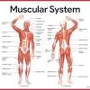 Human body cannot function without the muscular system. 1