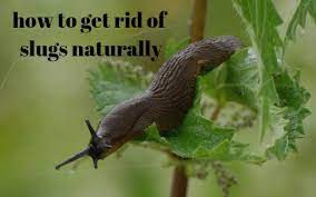 Wash residual salt spray come morning, wash any residual salt spray from your plants to prevent damage. How To Get Rid Of Slugs Naturally Growing Guides