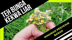 Check spelling or type a new query. Cara Semaian Dan Penjagaan Pokok Bunga Marigold Dari Biji Benih Bunga Tahi Ayam Targetes Erecta Youtube
