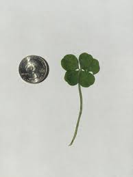 Real Five Leaf Clover 5 Leaf Clover Good Luck Charm Lucky Dry Five Leaf Clover Keepsake Use For Scrapbooking Crafts Dry Clover Flower Clover Leaf Five Leaf Clover 5 Leaf Clover