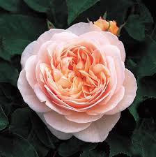 New david austin english roses for 2019. The Most Expensive Flowers In The World Are As Beautiful As You D Imagine The Outlet