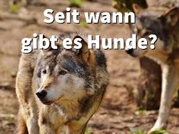 Created by mahtab rahimi on aug. Domestizierung Vom Wolf Zum Hund Seit Wann Gibt Es Hunde