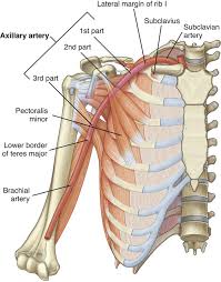 The video demonstrates first veins and then arteries of the upper thorax and right upper limb. Upper Limb Basicmedical Key