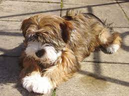 Brown Tibetan Terriers Google Search Tibetan Terrier Pitbull Terrier Dog Breeds