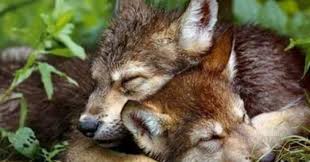 9mn 1s overall bit rate : Lupii Lupoaice Posts Facebook