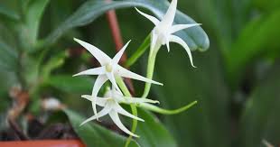 Image result for Cyrtorchis