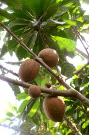 Image result for Pouteria