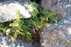 Image result for Asplenium rukararense