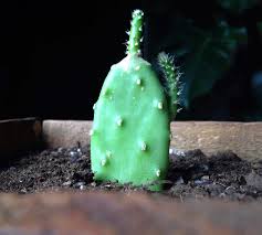 Featured items you may like. Astuces Pour Bien S Occuper De Son Cactus