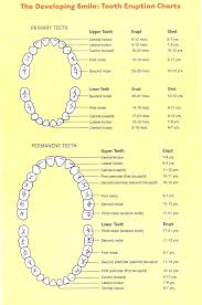 tooth eruption charts