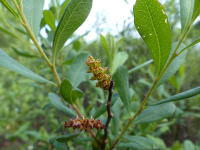 Image result for Myricaceae