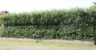 Image result for Conocarpus