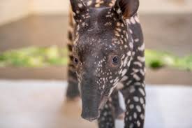 Point Defiance Zoo & Aquarium