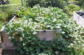 Check spelling or type a new query. Tip Garden Growing Sweet Potatoes In A Raised Bed