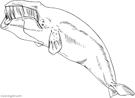 They do not truly wish to pay anything for it, but they do anyway. Bowhead Whale Coloring Pages Coloringall