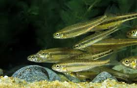 These species are often sold as bait fish for use in recreational fishing, with the fathead and bullhead minnows appearing to be most common. Rosy Red Minnows Care Sheet For The Variant Color Species