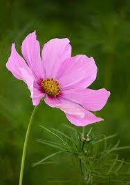 Https Images Fineartamerica Com Images Medium Large 5 Pink Cosmos Flower In Garden Setting Rosemary Calvert Cosmos Flowers Flower Photos Flower Line Drawings