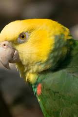 Please add to it, or discuss it at the etymology scriptorium.) loro m (plural loros). Pericos De Mexico Inaturalist