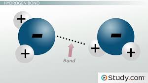 The paper student exploration energy conversions gizmo answer key. Hydrogen Bonding Dipole Dipole Ion Dipole Forces Strong Intermolecular Forces Video Lesson Transcript Study Com