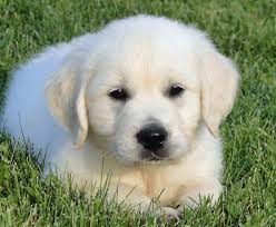 But finding a good, reputable labrador retriever breeder is really important. Labrador Retriever Breeders Raleigh Nc