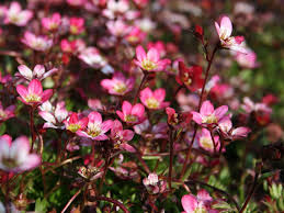 Moos Steinbrech Peter Pan Saxifraga X Arendsii Peter Pan Immergruner Garten Garten Pflanzen