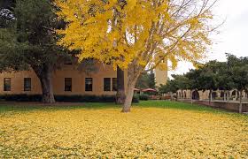 The ginkgo pages website relates that those chinese ginkgo biloba trees were mainly found in monasteries \\in the mountains and in palace and temple gardens, where buddhist monks cultivated the tree from about 1100 ad for its many good qualities.\\ plant collectors in china from the west eventually were sold on the trees and brought specimens home. Ginkgo Biloba Ginkgo Maidenhair Tree Trees Of Stanford Environs