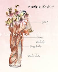 Gift For Massage Therapist Floral Anatomy Massage Room Art Muscular System Posters Massage Therapy Prints For Naturopathic Office Decor Massage Therapy Massage Art Massage Therapy Business