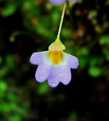 Image result for Utricularia striatula