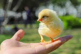 Klik pada gambar thumbail untuk mengunduh gambar ukuran. Anak Ayam Comel Gambar Unduh Gratis Imej 501298375 Format Jpg My Lovepik Com