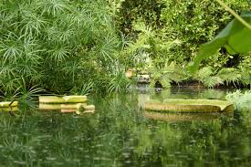 Eine oase mitten in der stadt. Botanischer Garten Uni Leipzig 7 Foto Bild Pflanzen Pilze Flechten Natur Botanischer Garten Leipzig Bilder Auf Fotocommunity
