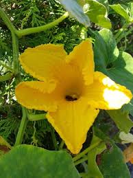 Image result for Cucurbita moschata
