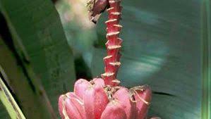 Image result for Musaceae