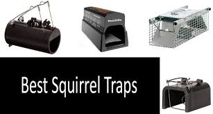 You don't want the tube to be fully vertical, as the squirrel won't go down the tube. Top 5 Best Squirrel Traps In 2021 From 12 To 40