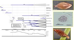 Image result for Hypolytrum goetghebeur