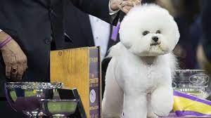 Like rumor, flynn plans to retire after his westminster win according to his handler. Meet The Bichon Frise Named Westminster Kennel Club Dog Show S Best In Show Abc News