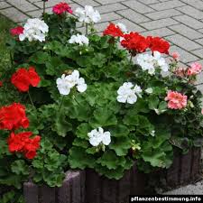 See full list on verywellhealth.com Pelargonium Zonale