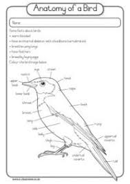 Term 4 Birds Worksheets Grade R Grade R Worksheets Kids Preschool Learning 1st Grade Math Worksheets