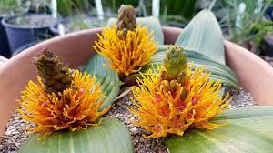 Image result for Daubenya