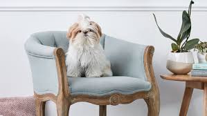 The shih tzu is a small companion dog and the name means little lion.the shih tzu`s. Shih Tzu Full Profile History And Care