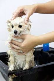 Long hair bath foam, professional pet shampoo designed for dogs with long hair item no. Pomeranian Hair Growth Shedding Length Loss Homemade Dog Shampoo Dog Shampoo Pomeranian Puppy