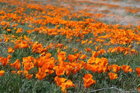 Celebrate and remember the lives we have lost in simi valley, california. Antelope Valley California Poppy Reserve California Poppy Antelope Valley Poppy Reserve Poppy Photo