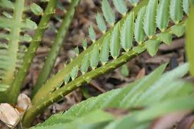 Image result for Encephalartos chimanimaniensis