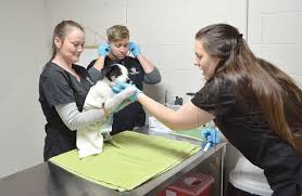We strive to make your pet happy when you need a vet near me. Jasper Animal Shelter Reopens Under Gbhs Daily Mountain Eagle