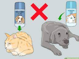 Check spelling or type a new query. How To Prevent Flea Bites With Pictures Wikihow