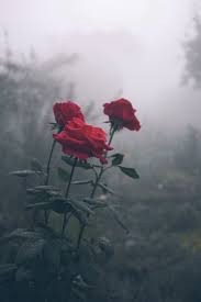 صور ورد و صور زهور من أجمل و أندر الورود من جميع أنحاء العالم مع خلفيات Hd بفبوف Nature Photography Flowers Nature