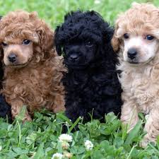 Maybe you would like to learn more about one of these? Red Toy Poodle Puppies For Sale In Texas Toywalls