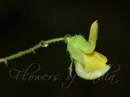 Image result for Ormocarpum